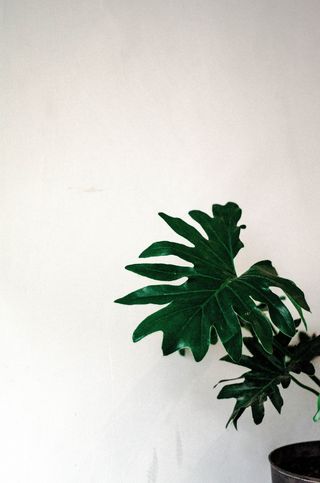 树，墙，桌子，附件，咖啡馆，咖啡，三叶草，照片