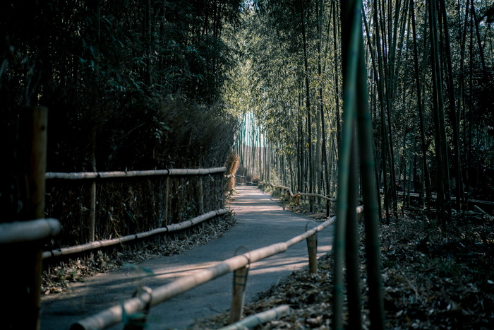 竹林中的清晰通道