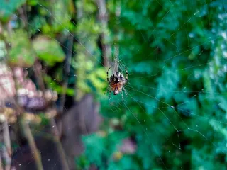 蜘蛛, 蜘蛛网, 绿色, 野生蜘蛛, 壁纸, shotononeplus, 自然, 昆虫