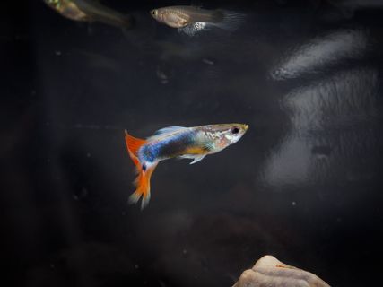 鱼，热带鱼，高飞，脊椎动物，动物，动物主题，水，野生动物