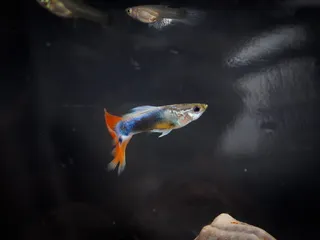 鱼，热带鱼，高飞，脊椎动物，动物，动物主题，水，野生动物