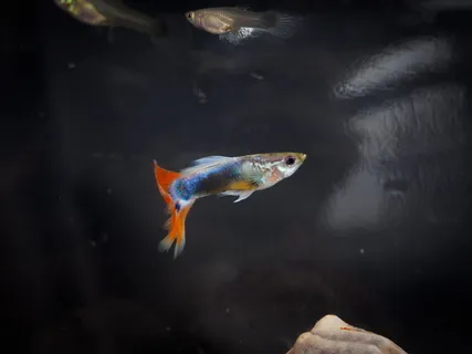 鱼,热带鱼,高飞,脊椎动物,动物,动物主题,水,野生动物 鱼,热带鱼,高飞,脊椎动物,动物,动物主题,水,野生动物