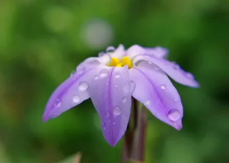 雨，花，紫色，宏观，花园，植物，夏天，水
