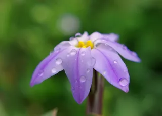 雨，花，紫色，宏观，花园，植物，夏天，水