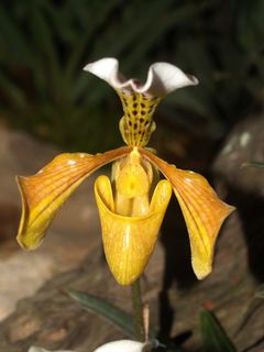 兰花，花朵，紫罗兰，植物群，兰花，花朵，明亮，生长，装饰