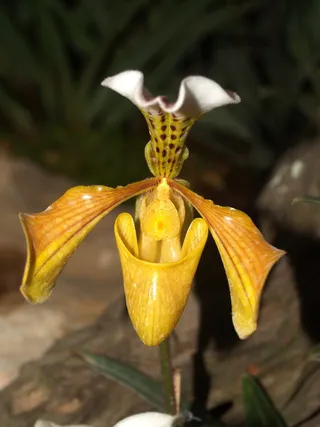 兰花，花朵，紫罗兰，植物群，兰花，花朵，明亮，生长，装饰