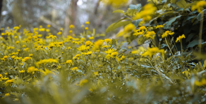 印度, 森林, 植物, 花, 黄色, 尼康, 叶, 树