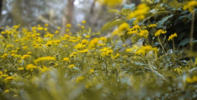 印度, 森林, 植物, 花, 黄色, 尼康, 叶, 树