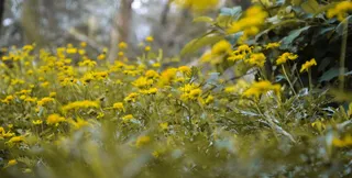 印度, 森林, 植物, 花, 黄色, 尼康, 叶, 树