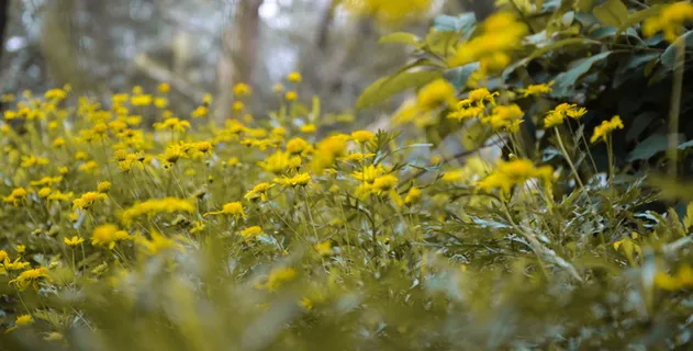 印度, 森林, 植物, 花, 黄色, 尼康, 叶, 树 印度, 森林, 植物, 花, 黄色, 尼康, 叶, 树