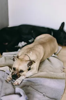 可爱的老狗躺在床上