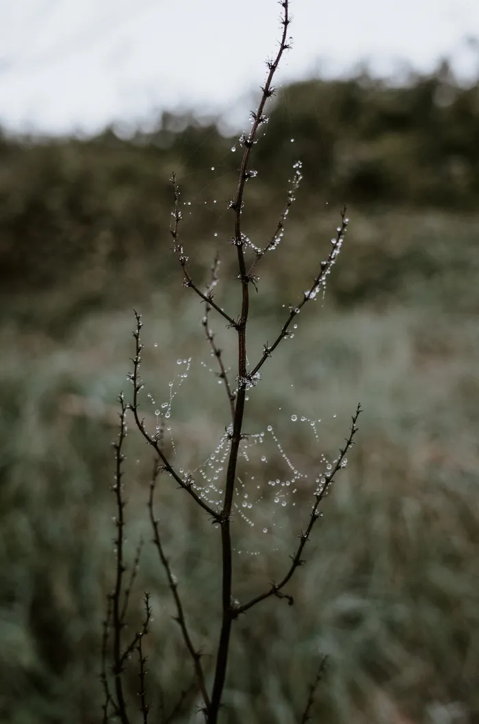 自然、户外、冰、英国德文郡、冬季、蜘蛛、无脊椎动物
