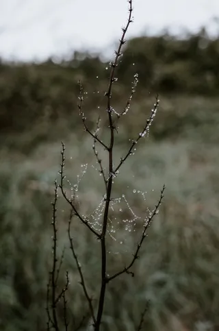 自然、户外、冰、英国德文郡、冬季、蜘蛛、无脊椎动物