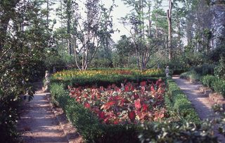 美国，查尔斯顿，木兰种植园路，南卡罗来纳州，木兰，种植园，植物，树木