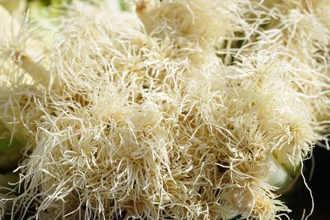 根，大葱，蔬菜，作物，植物，冬葱，葱，a