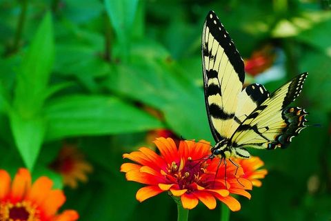 黑白相间的燕尾蝶栖息在百日草花上的照片。