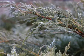 绿叶树精选照片