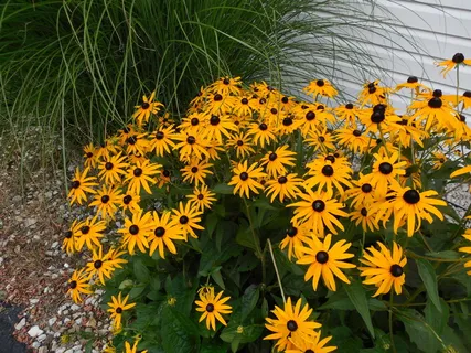 花,黑眼苏珊,花园,植物,开花,开花,野花,花卉 花,黑眼苏珊,花园,植物,开花,开花,野花,花卉