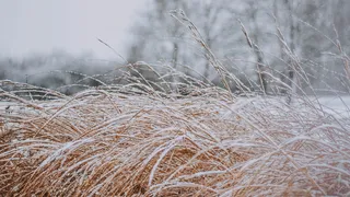 白昼飘动的草被雪覆盖
