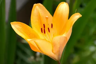 皇冠、花朵、花园、自然、开花植物、花瓣、脆弱性、脆弱性