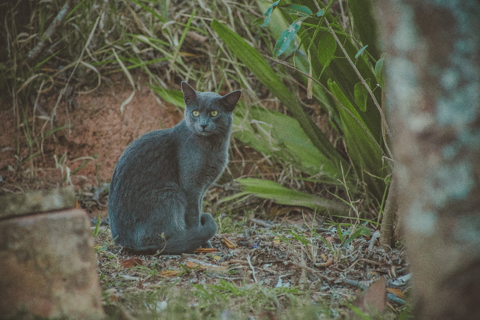 短毛灰猫照片