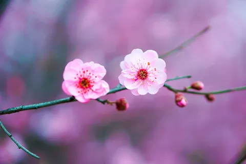 花,桃花,粉色,春天,自然,开花植物,植物,新鲜度 花,桃花,粉色,春天,自然,开花植物,植物,新鲜度