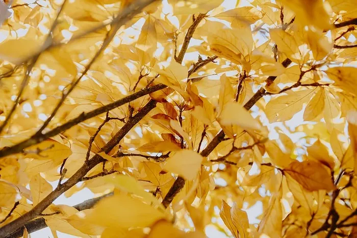 秋天的玉兰黄叶
