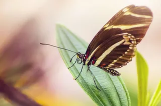 蝴蝶，昆虫，叶子，宏观，自然，翅膀，蝴蝶-昆虫，动物