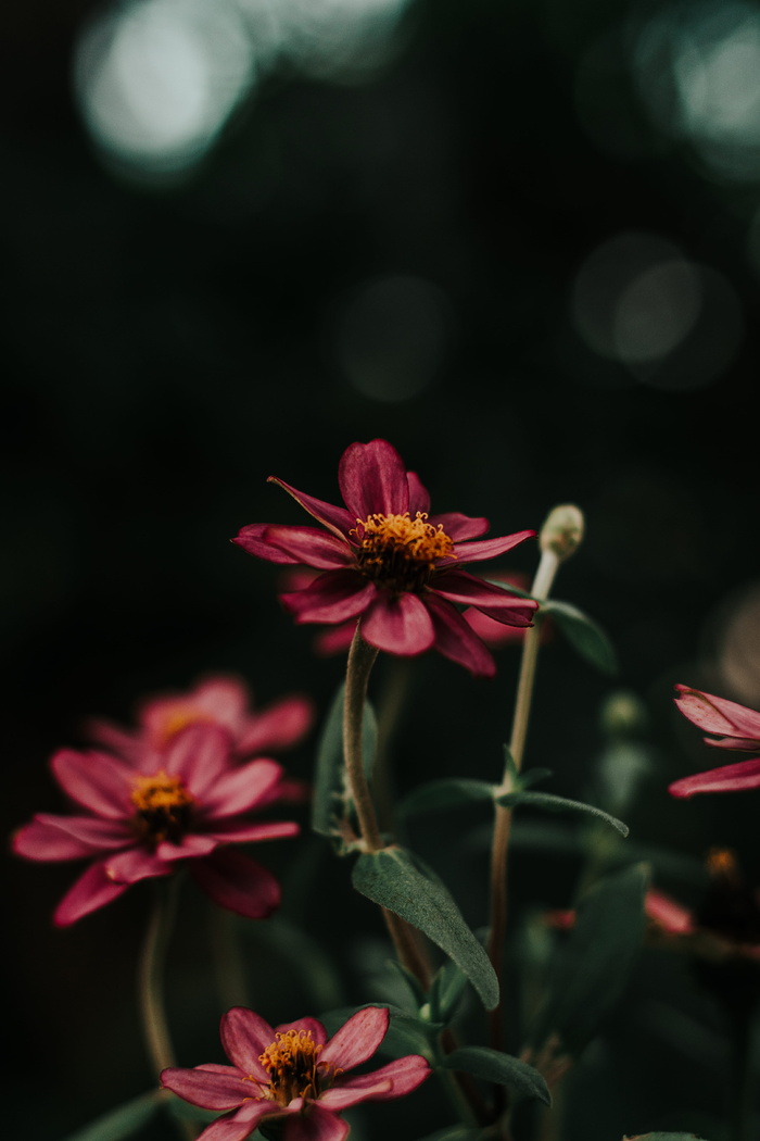 紫色花朵特写照片