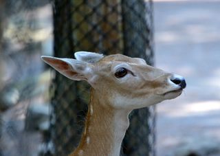 红，鹿，母鹿，动物园，动物，动物主题，一个动物，关注前景