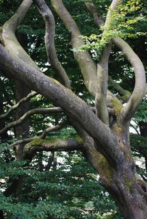 木材, 部落, 自然, 森林, 植物, 树, 增长, 分支