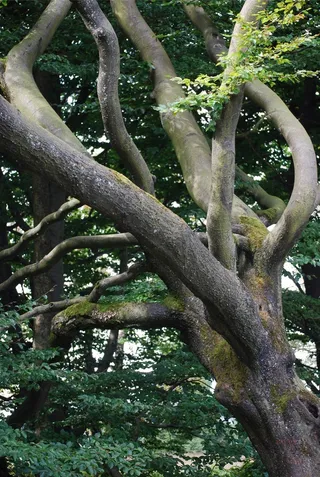 木材, 部落, 自然, 森林, 植物, 树, 增长, 分支