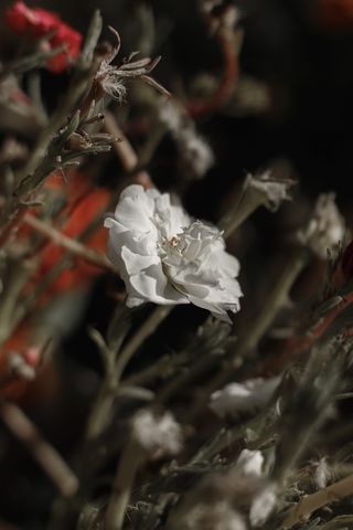 自然、生命、诠释、艺术、花园、花朵、白色、成长