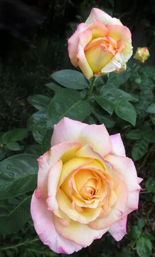 花，玫瑰，花瓣，植物，爱，开花植物，植物，自然之美