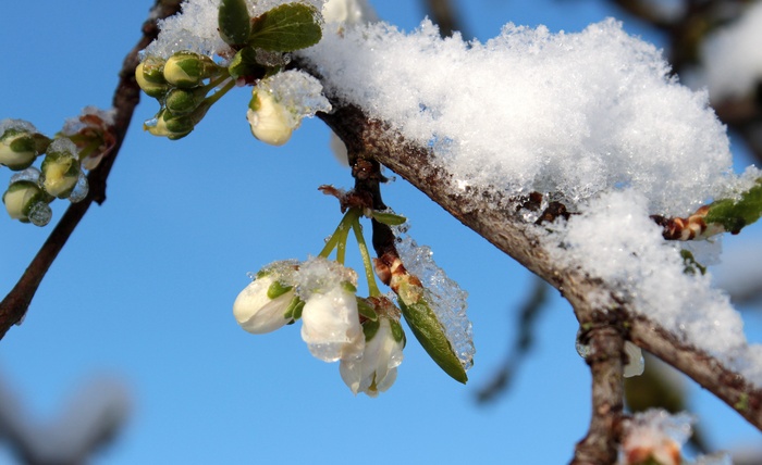 梅树，梅树，梅花，梅花枝，雪，霜，冷，春天