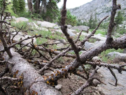 森林衰退，森林枯死，衰退，枯树，木材，树木，有机，农业