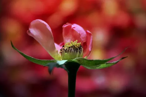 玫瑰,褪色,花朵,花朵,花朵,花瓣,干燥,褪色 玫瑰,褪色,花朵,花朵,花朵,花瓣,干燥,褪色