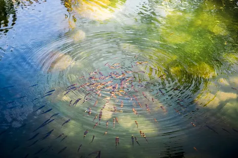 抽象、自然、水、反射、艺术、光明、夏天、图像 抽象、自然、水、反射、艺术、光明、夏天、图像