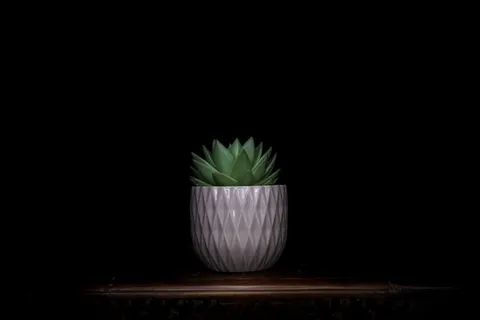 植物, 多汁, 芦荟, 花瓶, 黑暗, 对比, 最小, 极简主义 植物, 多汁, 芦荟, 花瓶, 黑暗, 对比, 最小, 极简主义