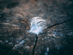 树桩上羽毛的特写照片