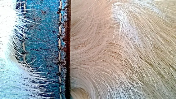 狗，毛皮，项链，皮革，旧，白色，可爱，多毛