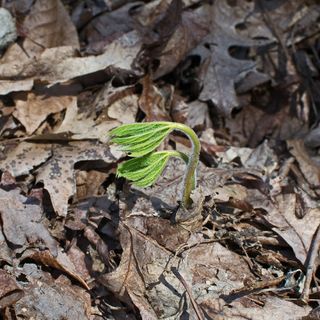 美国，橡树岭，幼苗，植物，草本植物，金合欢幼苗，春天，自然