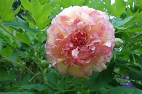 牡丹, 树牡丹, 花园, 植物, 观赏植物, 盛开, 香, 芍药