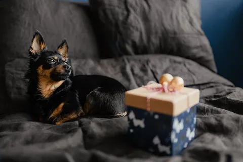 送给可爱小狗的圣诞礼物