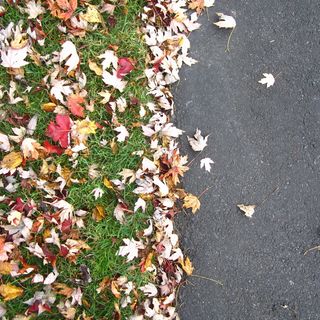 秋天，树叶，草，人行道，人行道，秋天，俯视，植物部分