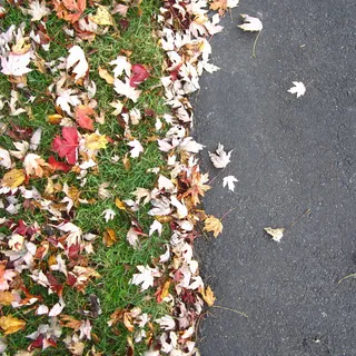 秋天,树叶,草,人行道,人行道,秋天,俯视,植物部分 秋天,树叶,草,人行道,人行道,秋天,俯视,植物部分