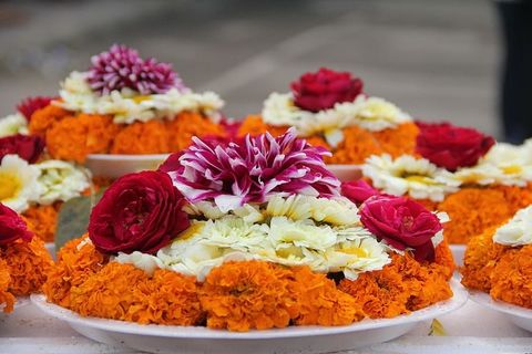 花，小姐，美丽，花，开花植物，植物，新鲜，自然之美