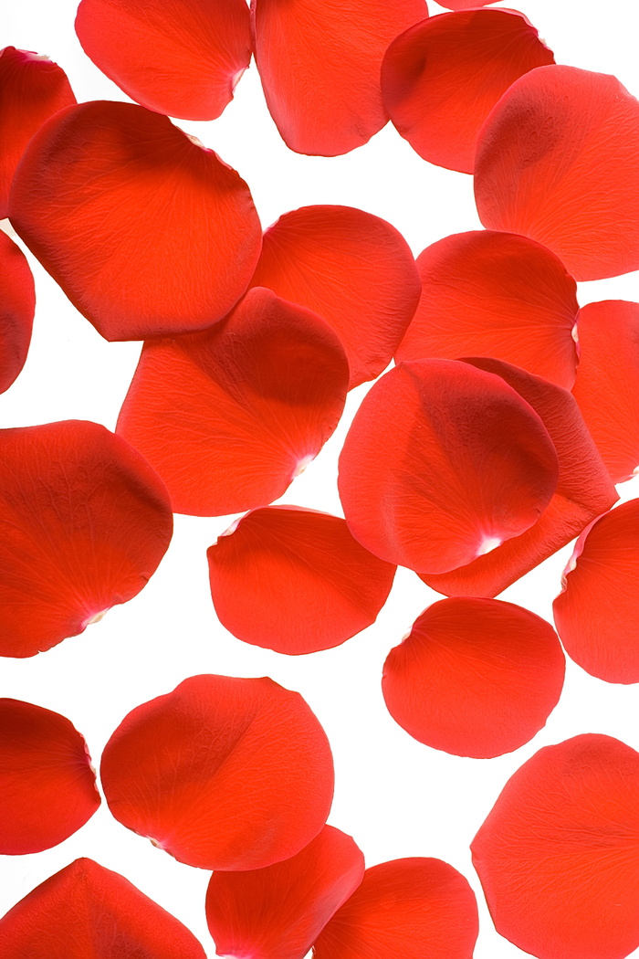 con2011，花，新鲜，礼物，孤立，花瓣，照片，红色