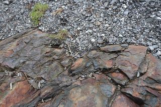 石板、石板、地面、大烟山、植物、树木、碎石、树干