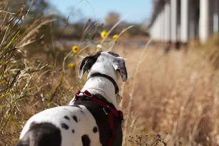 棕色草地附近的一只短皮毛黑白相间的狗